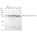 LifeSab™ Phospho-STAT3 (S727) Rabbit mAb (20 μl)