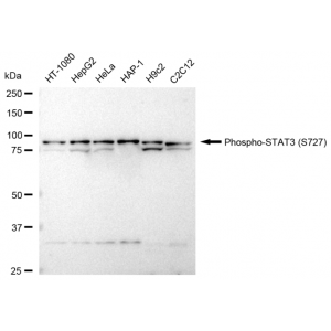 LifeSab™ Phospho-STAT3 (S727) Rabbit mAb (20 μl)