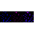 LifeSab™ Phospho-PLK1 (T210) Rabbit mAb (20 μl)