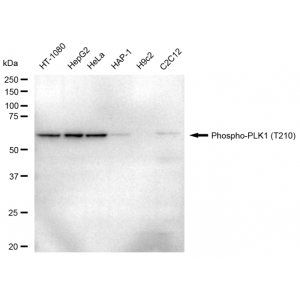 LifeSab™ Phospho-PLK1 (T210) Rabbit mAb (20 μl)