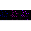 LifeSab™ Phospho-PRKAA2 (S345) Rabbit mAb (20 μl)