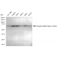 LifeSab™ Phospho-PRKAA2 (S345) Rabbit mAb (20 μl)