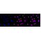 LifeSab™ PRKCT Rabbit mAb (20 μl)