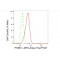 LifeSab™ PSMB9 Rabbit mAb (20 μl)