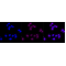 LifeSab™ PSMB9 Rabbit mAb (20 μl)