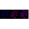 LifeSab™ SCIN Rabbit mAb (20 μl)