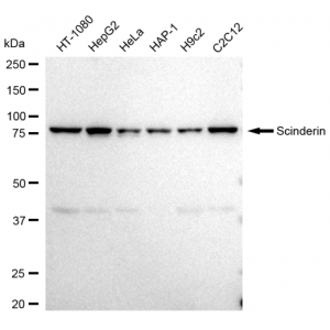 LifeSab™ SCIN Rabbit mAb (20 μl)