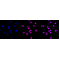 LifeSab™ SKP1 Rabbit mAb (20 μl)