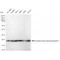 LifeSab™ SKP1 Rabbit mAb (20 μl)