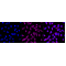 LifeSab™ SLC6A5 Rabbit mAb (20 μl)