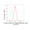 LifeSab™ Phospho-Smad1/5/9 (S463/S465/S467) Rabbit mAb (20 μl)