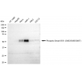 LifeSab™ Phospho-Smad1/5/9 (S463/S465/S467) Rabbit mAb (20 μl)