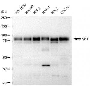 LifeSab™ SP1 Rabbit mAb (20 μl)