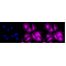 LifeSab™ STAT1 Rabbit mAb (20 μl)