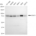 LifeSab™ STAT1 Rabbit mAb (20 μl)