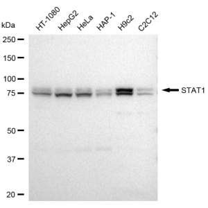 LifeSab™ STAT1 Rabbit mAb (20 μl)