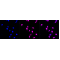 LifeSab™ Phospho-STAT1 (Y701) Rabbit mAb (20 μl)