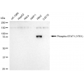 LifeSab™ Phospho-STAT1 (Y701) Rabbit mAb (20 μl)