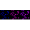 LifeSab™ STAT4 Rabbit mAb (20 μl)