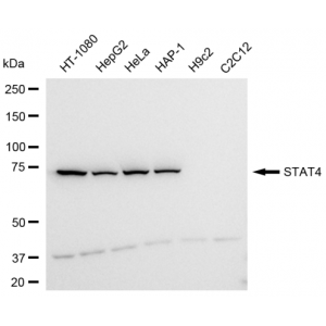 LifeSab™ STAT4 Rabbit mAb (20 μl)