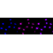 LifeSab™ STAT6 Rabbit mAb (20 μl)