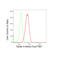 LifeSab™ Tensin 4 Rabbit mAb (20 μl)