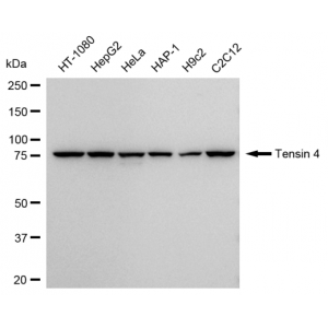 LifeSab™ Tensin 4 Rabbit mAb (20 μl)