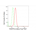 LifeSab™ TRAPPC2 Rabbit mAb (20 μl)