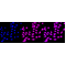 LifeSab™ TRAPPC2 Rabbit mAb (20 μl)