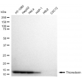 LifeSab™ TXN Rabbit mAb (20 μl)