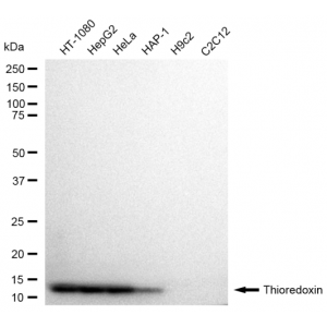 LifeSab™ TXN Rabbit mAb (20 μl)