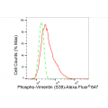 LifeSab™ Phospho-VIM (S39) Rabbit mAb (20 μl)