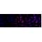 LifeSab™ Phospho-VIM (S39) Rabbit mAb (20 μl)