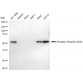 LifeSab™ Phospho-VIM (S39) Rabbit mAb (20 μl)