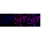 LifeSab™ XDH Rabbit mAb (20 μl)