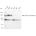 LifeSab™ XDH Rabbit mAb (20 μl)