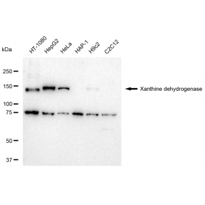 LifeSab™ XDH Rabbit mAb (20 μl)