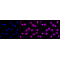 LifeSab™ ASH2L Rabbit mAb (20 μl)