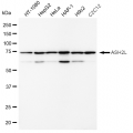 LifeSab™ ASH2L Rabbit mAb (20 μl)