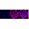 LifeSab™ ABCC2 Rabbit mAb (20 μl)