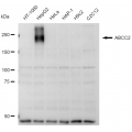 LifeSab™ ABCC2 Rabbit mAb (20 μl)