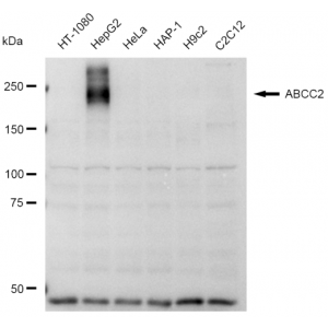 LifeSab™ ABCC2 Rabbit mAb (20 μl)