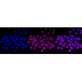 LifeSab™ ACP5 Rabbit mAb (20 μl)