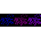 LifeSab™ ACP5 Rabbit mAb (20 μl)