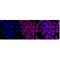 LifeSab™ ACRV1 Rabbit mAb (20 μl)