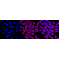 LifeSab™ ACRV1 Rabbit mAb (20 μl)