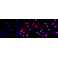 LifeSab™ ACTN2 Rabbit mAb (20 μl)