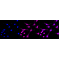 LifeSab™ ACTN2 Rabbit mAb (20 μl)