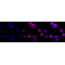 LifeSab™ Cullin 3 Rabbit mAb (20 μl)