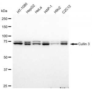 LifeSab™ Cullin 3 Rabbit mAb (20 μl)